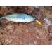 S.F. Sardin Jig 34g Color: 13 - Fake Bait Spoon Rapala -Sea Bass, Bonito, Bluefish, Chinkop, Pike Jig Bait -Zebra Glow