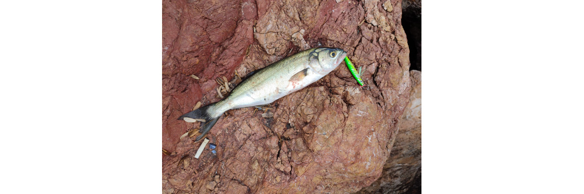 S.F. Sardin Jig