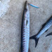 S.F. Shore Jig 28g Color : 207