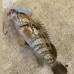S.F. Shore Jig 28g Color : 207