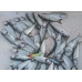 S.F. Sardin Jig 29g Color :13 - Fake Bait Spoon Rapala -Sea Bass, Bonito, Bluefish, Chinkop, Pike Jig Bait -Zebra Glow