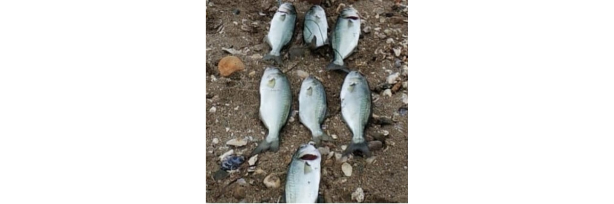 S.F. Sardin Jig