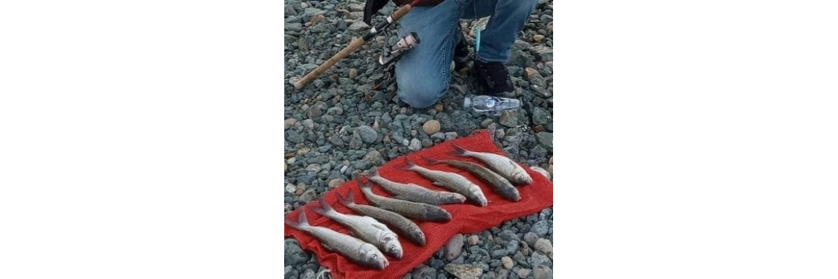 S.F. Sardin Jig