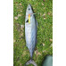 S.F. Sardin Jig 29g Color :13 - Fake Bait Spoon Rapala -Sea Bass, Bonito, Bluefish, Chinkop, Pike Jig Bait -Zebra Glow
