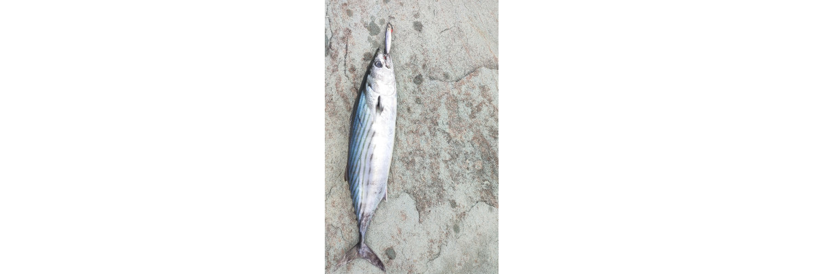 S.F. Sardin Jig