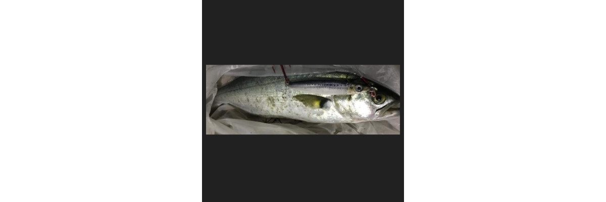 S.F. Sardin Jig