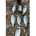 S.F. Sardin Jig 60g Color : 11 - Fake Bait Spoon Rapala -Sea Bass, Bonito, Bluefish, Chinkop, Pike Jig Bait -Zebra Glow