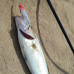S.F. Sardin Jig 40g Renk: 11 - Sahte Yem Kaşık Rapala -Levrek, Palamut, Lüfer, Çinekop, Turna Jig Yem -Zebra Glow