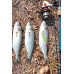 S.F. Sardin Jig 22g Renk: 14 - Sahte Yem Kaşık Rapala -Levrek, Palamut, Lüfer, Çinekop, Turna İçin En İyi UV Jig Yem