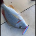 S.F. Sardin Jig 22g Renk: 15 - Sahte Yem Kaşık Rapala -Levrek, Palamut, Lüfer, Çinekop, Turna İçin En İyi UV Jig Yem