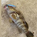 S.F. Sardin Jig 22g Renk: 15 - Sahte Yem Kaşık Rapala -Levrek, Palamut, Lüfer, Çinekop, Turna İçin En İyi UV Jig Yem