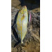 S.F. Sardin Jig 22g Renk: 15 - Sahte Yem Kaşık Rapala -Levrek, Palamut, Lüfer, Çinekop, Turna İçin En İyi UV Jig Yem