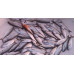 S.F. Sardin Jig 40g Renk: 18 - Sahte Yem Kaşık Rapala -Levrek, Palamut, Lüfer, Çinekop, Turna İçin En İyi UV Jig Yem