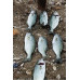 S.F. Sardin Jig 40g Renk: 18 - Sahte Yem Kaşık Rapala -Levrek, Palamut, Lüfer, Çinekop, Turna İçin En İyi UV Jig Yem