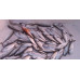 S.F. Shore Pro Jig 22g Renk: 202