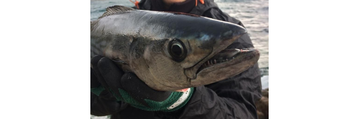 S.F. Sardin Jig