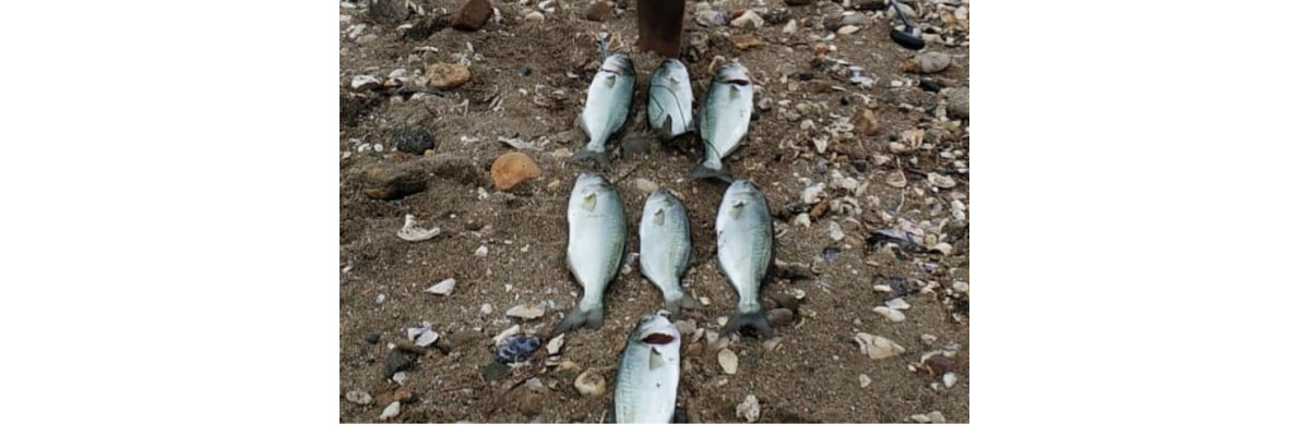 S.F. Sardin Jig