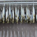 S.F. Sardin Jig