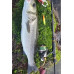 S.F. Sardin Jig 29g Color :13 - Fake Bait Spoon Rapala -Sea Bass, Bonito, Bluefish, Chinkop, Pike Jig Bait -Zebra Glow
