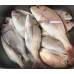 S.F. Sardin Jig 60g Color : 17 - Fake Bait Spoon Rapala -Best UV Jig Bait For Sea Bass, Bonito, Bluefish, Bluefish, Crane