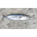 S.F. Sardin Jig 34g - Color: 2 - Fake Bait Spoon Rapala - Best Glow Jig Bait for Sea Bass, Bonito, Bluefish, Chinkop, Pike
