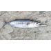 S.F. Sardin Jig 22g - Color: 1 - Fake Bait Spoon Rapala - Best Glow Jig Bait for Sea Bass, Bonito, Bluefish, Chinkop, Pike
